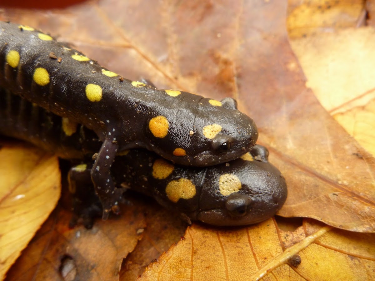 (Yellow-)Spotted Salamanders