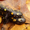 (Yellow-)Spotted Salamanders