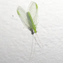 Green lacewing