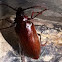 Pine Sawyer Beetle