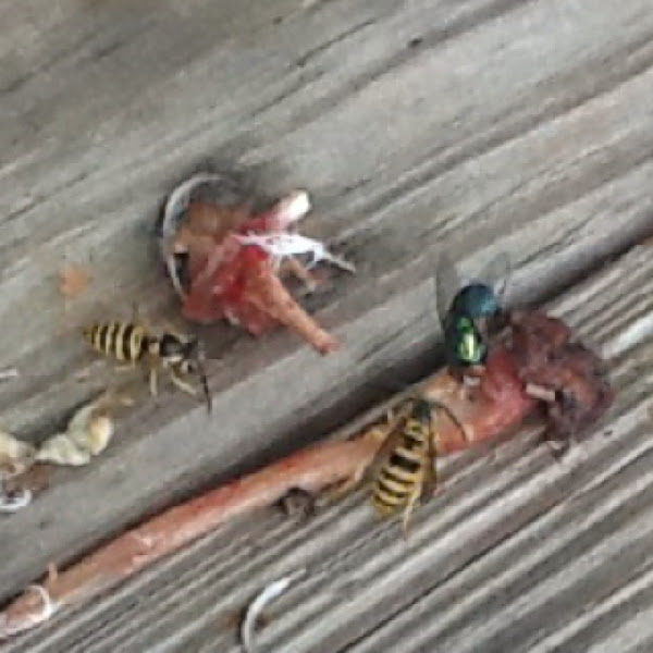 meat eating wasps Project Noah