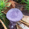 Violet Webcap