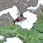 Hummingbird moth Common clearwing