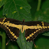 Thoas Swallowtail