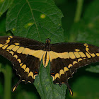 Thoas Swallowtail