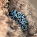 Canyon Treefrog