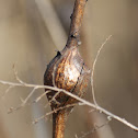 goldenrod gall fly