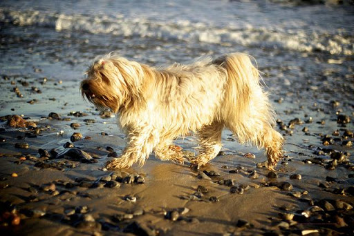 Tibetan Terrier Dog