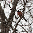 American Robin