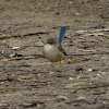 Superb Fairy-wren (female)