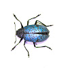 Blue Pleasing Fungus Beetle