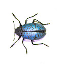 Blue Pleasing Fungus Beetle