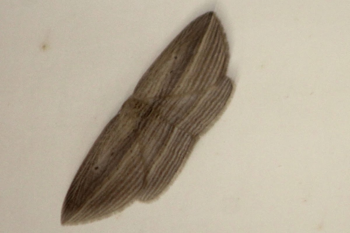 Cabbage tree moth