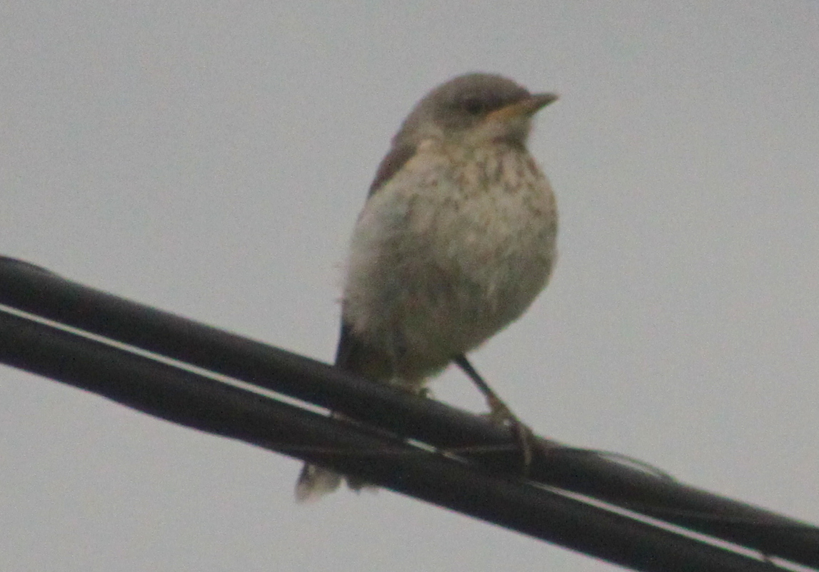 Northern Mockingbird (Immature)
