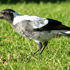 Australian Magpie ( Immature pictured )
