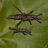 Spiny Stick Insect, Phasmid