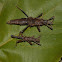 Spiny Stick Insect, Phasmid