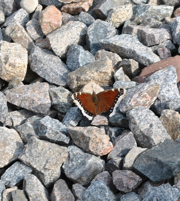 Mourning Cloak