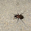 Rezes futrinka-Ground beetles