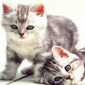 Love Cats Wallpaper i logo