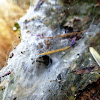 Funnel Web Spider