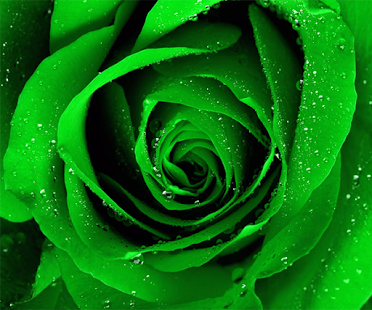 How to download Green Rose Live Wallpaper patch 1.3 apk for android