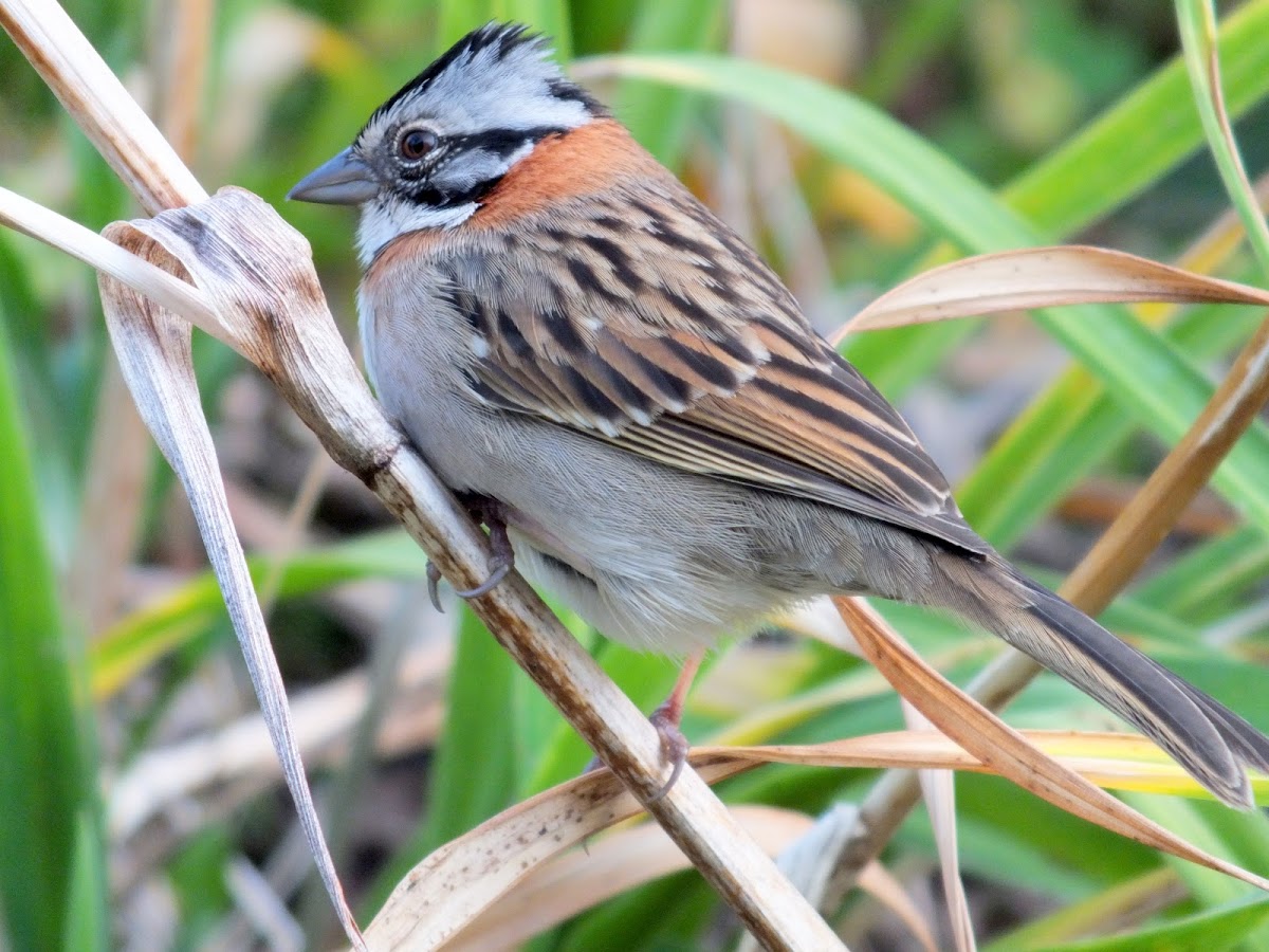 Rufous-collared Sparrow (Tico-Tico)