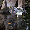 Tricolored Heron