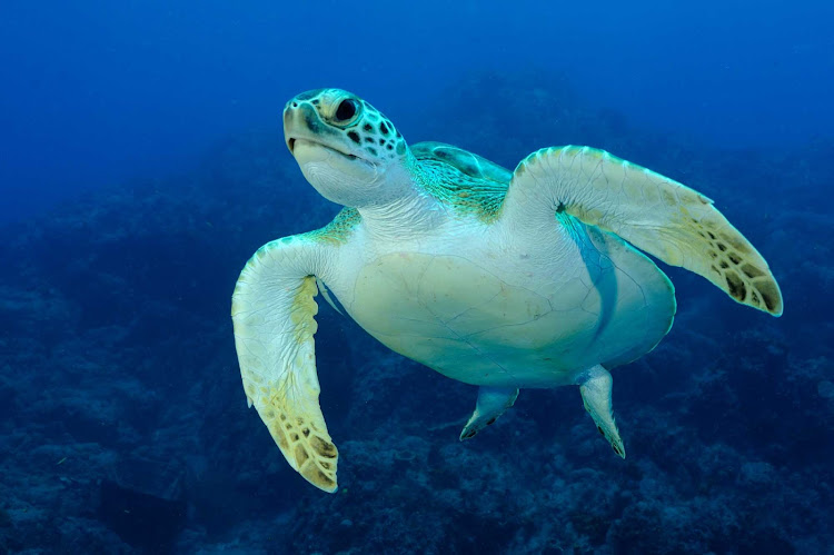 A scuba diver caught this shot of a sea turtle exploring the protected ocean reefs in St. Eustatius. 