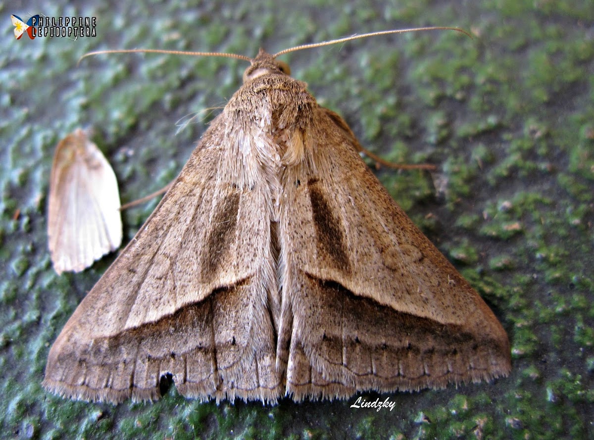 SUGARCANE LOOPER Moth