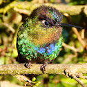 Fiery-throated hummingbird