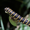 Methona caterpillar