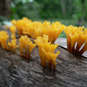 Yellow fungi