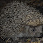 Northern white-breasted hedgehog