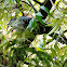 Asian Koel (Female-Male)