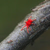 Giant red velvet mite