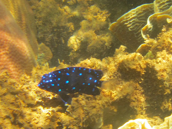 Yellowtail Damselfish (Juvenile) | Project Noah