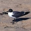 Laughing gull