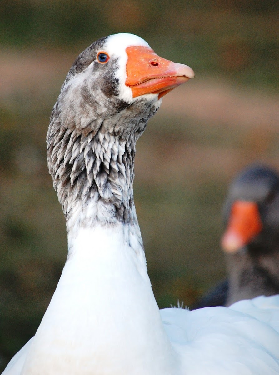 Embden x Toulouse Goose (domestic hybrid)