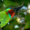 Red Throated Barbet
