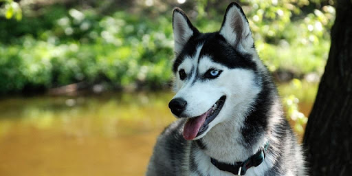 Husky Dogs Live Wallpaper