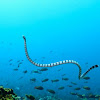 Banded Sea Snake/Yellow-lipped Sea Snake
