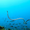 Banded Sea Snake/Yellow-lipped Sea Snake