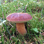 Boletus edulis var. grandedulis