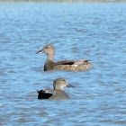 Gadwall Duck