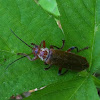 Soldier Beetle sp.