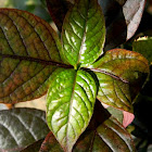 ruby leaf, black night, Brazilian joyweed