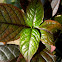 ruby leaf, black night, Brazilian joyweed