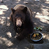 Black bear