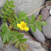 Pacific Silverweed